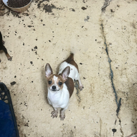 Chihuahua femmina 1 anno 1 chilo e 200grammi