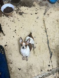 Chihuahua femmina 1 anno 1 chilo e 200grammi