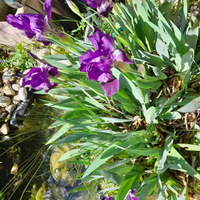 Iris germanica