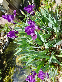Iris germanica