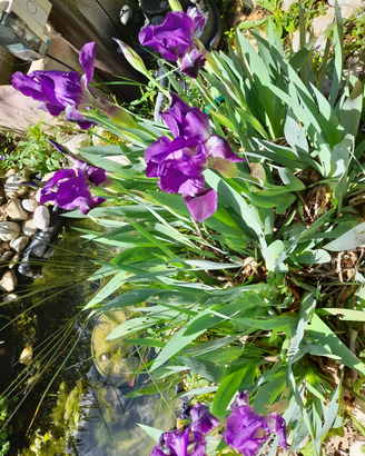 Iris germanica