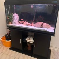 3 acquari + impianto co2 + attrezzatura e mangimi