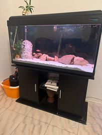 3 acquari + impianto co2 + attrezzatura e mangimi