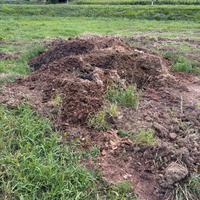 Stallatico di cavallo