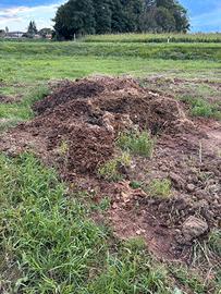 Stallatico di cavallo