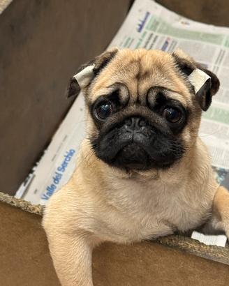 Cuccioli di Carlino disponibili da subito