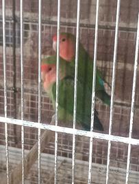 Inseparabili