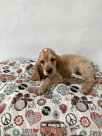 Cocker Spaniel
