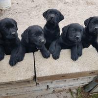 Cucciola di Labrador
