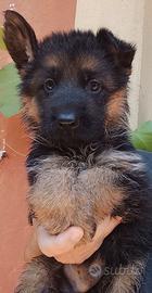 Pastore tedesco cuccioli