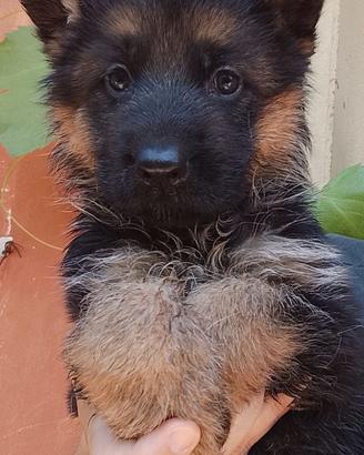Pastore tedesco cuccioli