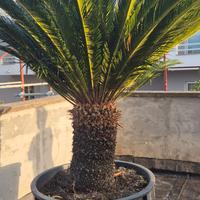 cycas revoluta