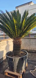cycas revoluta