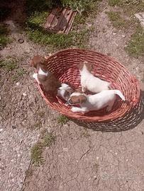 Jack russell cuccioli