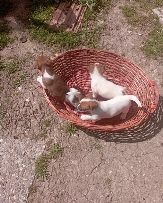 Jack russell cuccioli