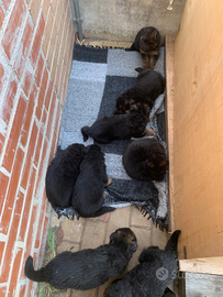 Cuccioli di pastore tedesco