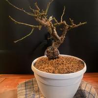Bonsai rosa