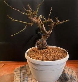 Bonsai rosa