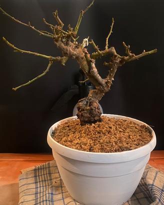 Bonsai rosa