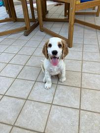 Cucciolo di Cocker Spaniel maschio, nato il 16 lug