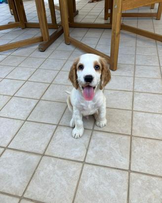 Cucciolo di Cocker Spaniel maschio, nato il 16 lug