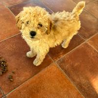 Cucciola di Barboncino nano