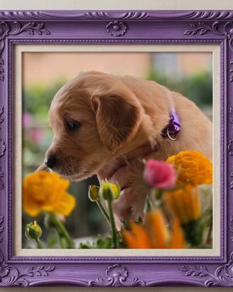 Cuccioli Golden Retriever con pedigree