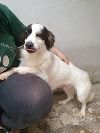 ROBIN - cagnolino di 3 anni - taglia piccola