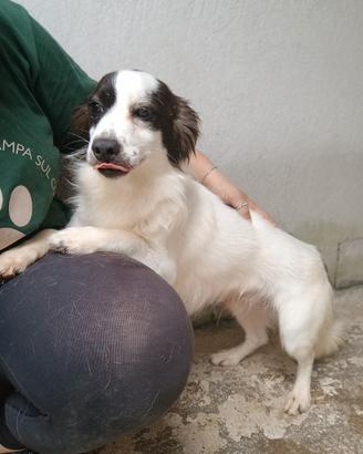 ROBIN - cagnolino di 3 anni - taglia piccola