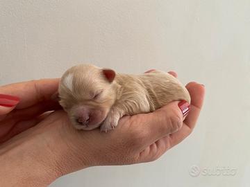Maltipoo da Barboncino e Maltese a Cagliari