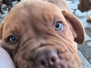 Dogue de Bordeaux Pedigree Enci