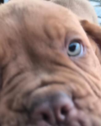 Dogue de Bordeaux Pedigree Enci
