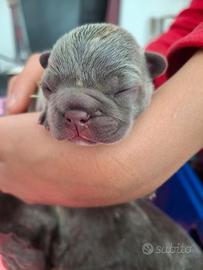 Cuccioli bulldog francese
