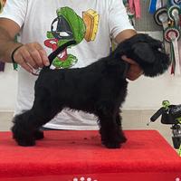 Schnauzer nano nero