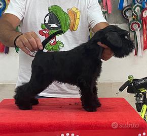 Schnauzer nano nero