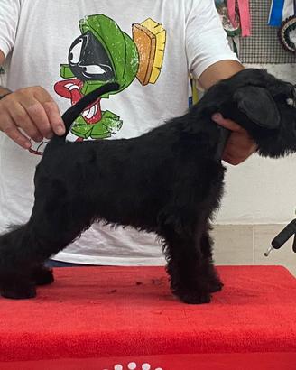 Schnauzer nano nero