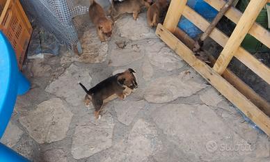 Cuccioli di volpino pelo corto e zampa corta