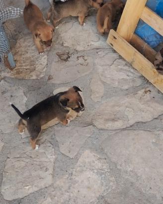 Cuccioli di volpino pelo corto e zampa corta