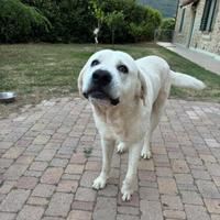 Splendido cane simil Labrador