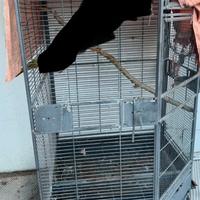 Gabbia per pappagalli