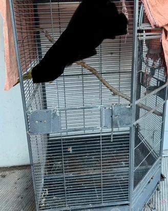 Gabbia per pappagalli