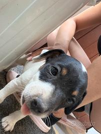 Jack russel