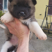 Akita americano