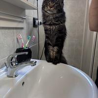 Gatto mainecoon maschio per monta