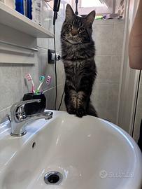 Gatto mainecoon maschio per monta