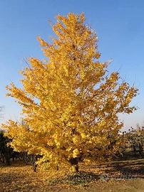 ginkgo biloba