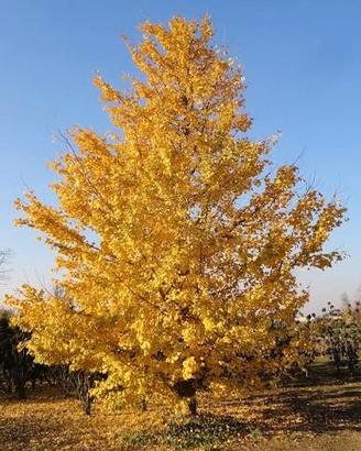 ginkgo biloba