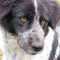 Dolce e fiera mix maremmana-border collie