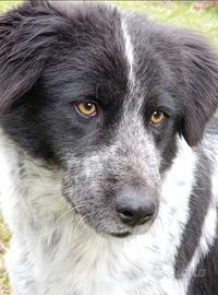 Dolce e fiera mix maremmana-border collie