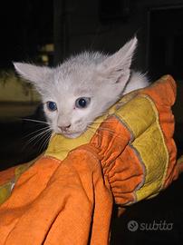Gatto maschio